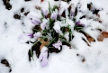 Happy April 1!  Looks like spring and winter are battling it out today...