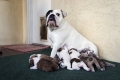 Talulah, mom of University Mascot Thurber, hung out with her new puppies...