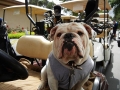 Thurber had a great time at the Bulldog Bench Golf Golf Tournament...