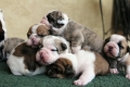Puppy pile!!!!! http://redlandsduke.blogspot.com/