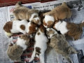 The puppies are eating solid food now. They grow up so fast. http://...