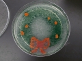 Sciences and the holiday spirit come together at University of the...