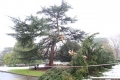 A casualty of the Feb 2012 snow. Every one had amazing memories under...