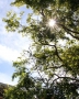 Sun rays through the trees at Cal Poly's North Mountain dorms!
