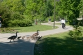 Why did the goose cross the road?