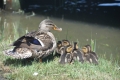An ODU mama duck spending some quality time with her ducklings on...