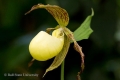 A rare Kentucky Lady's Slipper orchid is making its first appearance...
