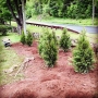 We are in the process of planting the trees that lined our Arnold...