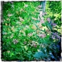 From today's walk...