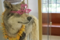 You may not recognize the wolf in New Science in his fresh summertime...
