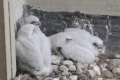 These are Rosie's chicks from 2010 ... they're cute and fluffy, but...