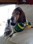 This sweet-faced pup enjoys her favorite piece of Duck gear. What'...