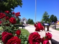 The roses are out for alumni weekend.  What a beautiful day!