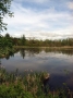 The view from Danforth Hall:  Susan's Swamp is alive with dragonflies...