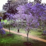 Purple is popping up everywhere on campus!  http://instagr.am/p/K-...