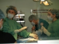Two lucky high school seniors considering a career in veterinary technology...