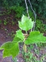 Spring Sabbath Leaves (Near PMC).