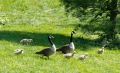 Geese have been part of the Bryn Mawr campus ecosystem at least since...