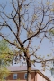 Today's from the Archives features the beloved Shoe Tree, circa 1991...