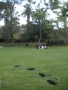 Black Swan stencils on the grass outside Reid. So Perth.