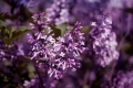 How refreshing it is for the air to be perfumed by spring flowers...