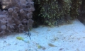 Check out these adorable little newborn Banggai Cardinal fish in our...
