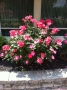On your way into the library? Stop and smell the roses.