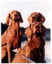 We're looking forward to the exhibition William Wegman: Hello Nature...