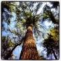 It's a beautiful day for a stroll beneath the Bowdoin Pines. http://...
