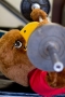 SPOTTED: The Redhawk... pumping iron. What are you doing to get ready...