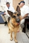 [Daily photo] A service dog looks curiously at photographer Logan...