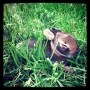 #baby #bunny #rabbits have been born on the #quad on #campus at #concordia...