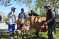 Buttercup the Dairy Cow visited the Salve Regina Campus today to promote...